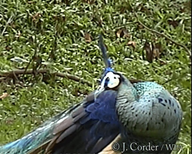 Green Peafowl - ML201077751