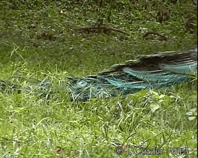 Green Peafowl - ML201077761