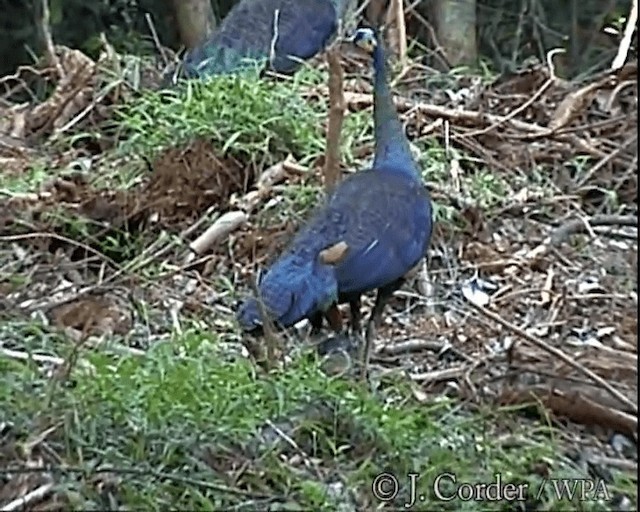 Pavo Real Cuelliverde - ML201077771