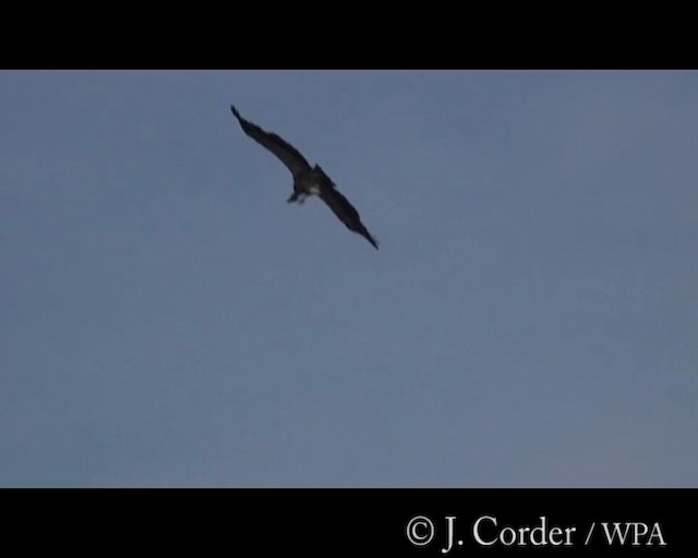 Himalayan Griffon - ML201077781