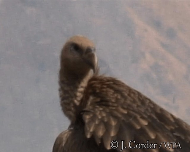 Himalayan Griffon - ML201077791