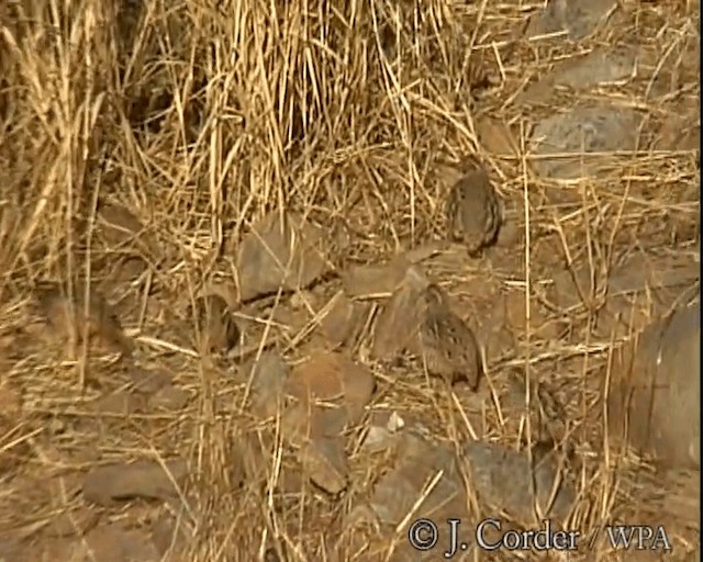 Jungle Bush-Quail - ML201077821