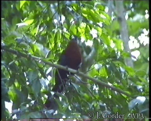 kukačka indonéská - ML201077831