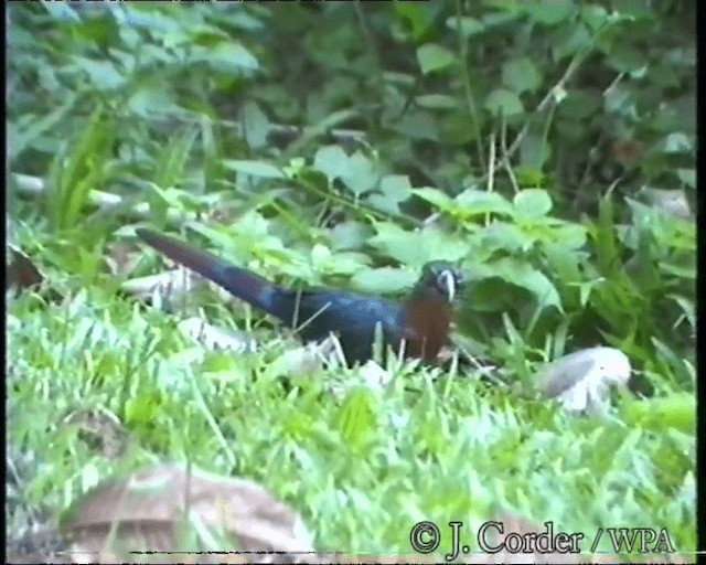 kukačka indonéská - ML201077841