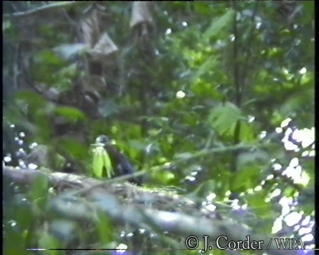 kukačka indonéská - ML201077851