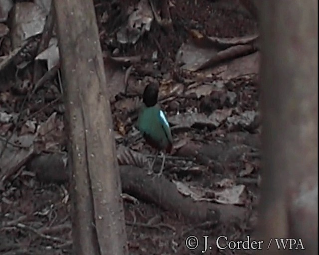 Western Hooded Pitta (Sunda) - ML201077861