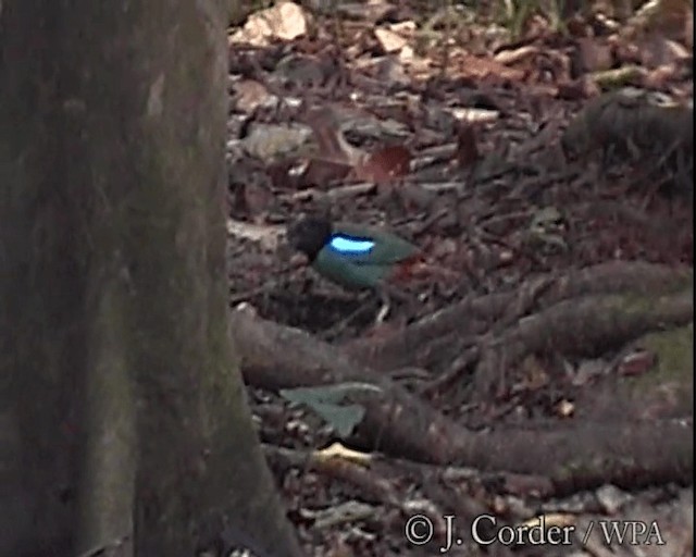 Western Hooded Pitta (Sunda) - ML201077871