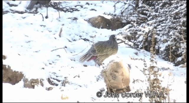 Blood Pheasant - ML201077881