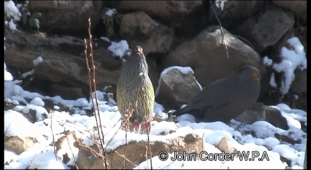 Blood Pheasant - ML201077891