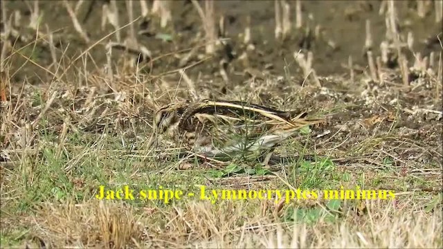 Jack Snipe - ML201078021