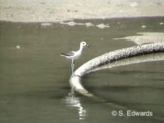 Crab-Plover - ML201078051