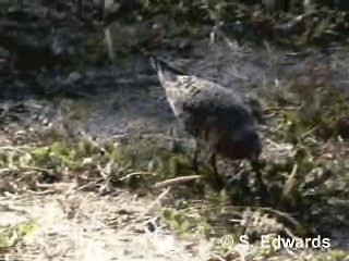 Curlew Sandpiper - ML201078081