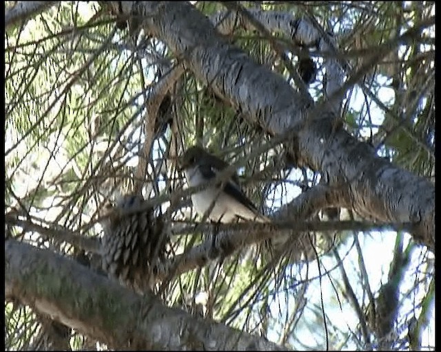 European Pied Flycatcher - ML201078371