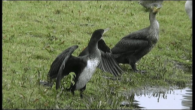 Great Cormorant - ML201078441