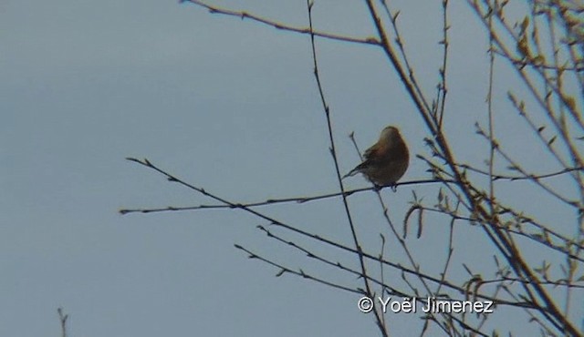 Eurasian Linnet - ML201078881