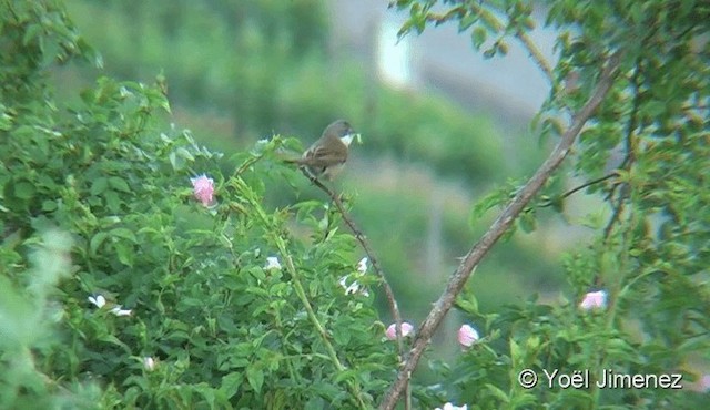 Fauvette grisette - ML201078901