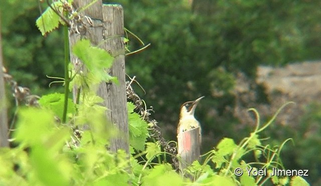 Eurasian Green Woodpecker (Eurasian) - ML201078911