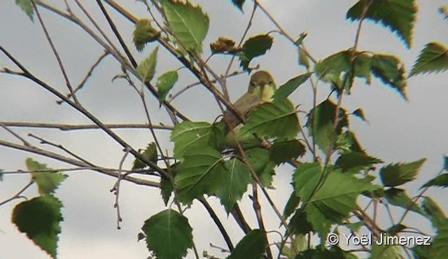 Melodious Warbler - ML201078971