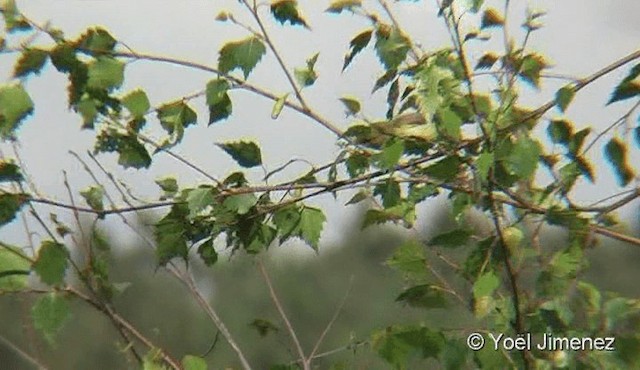 Melodious Warbler - ML201078981