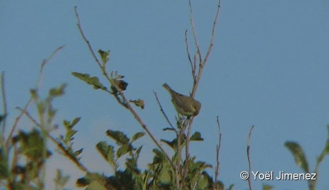 Icterine Warbler - ML201079141