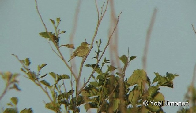 Icterine Warbler - ML201079161