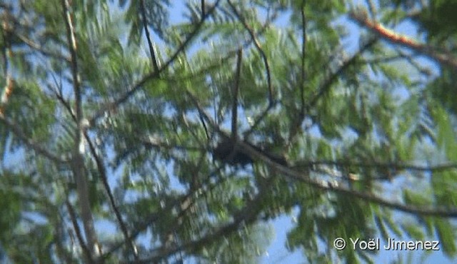 Flame-crested Tanager (Flame-crested) - ML201079311