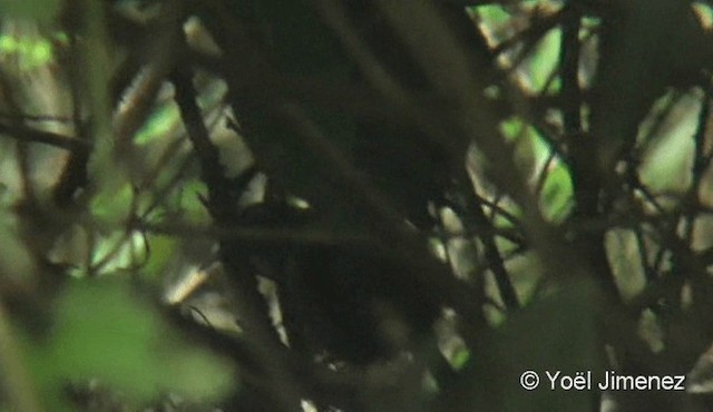 Moustached Wren - ML201079441