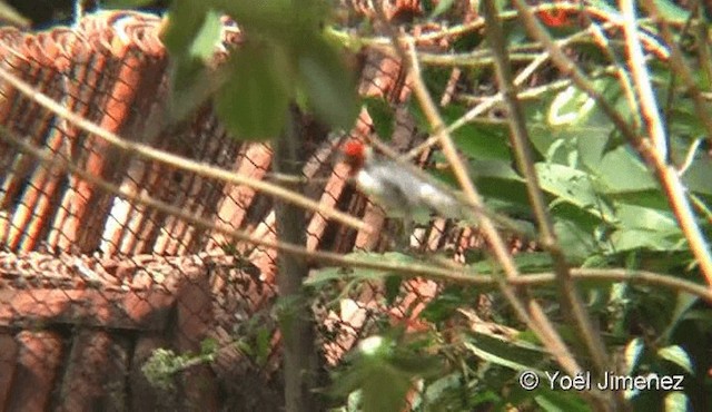 Red-cowled Cardinal - ML201079561