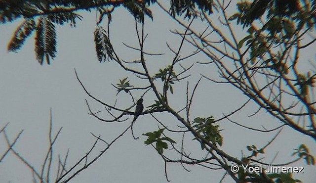 カンムリアマツバメ - ML201079591