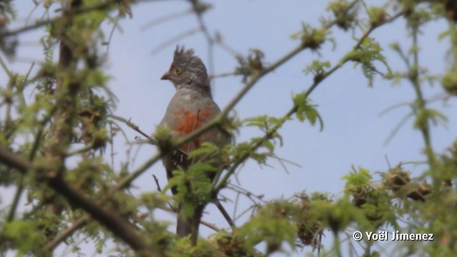 peruplanteklipper - ML201079701