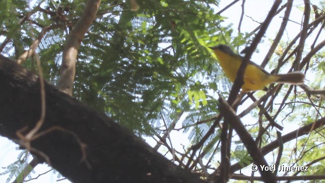Gray-and-gold Warbler - ML201079721