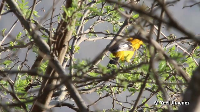 White-edged Oriole - ML201079731