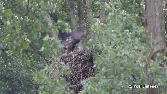 White-tailed Eagle - ML201079741