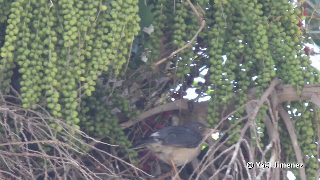 Plumbeous-backed Thrush - ML201079771