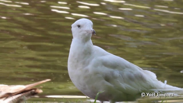 Glaucous Gull - ML201079791