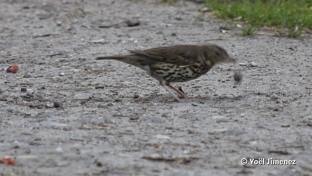 Song Thrush - ML201079851