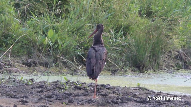 חסידה שחורה - ML201079901