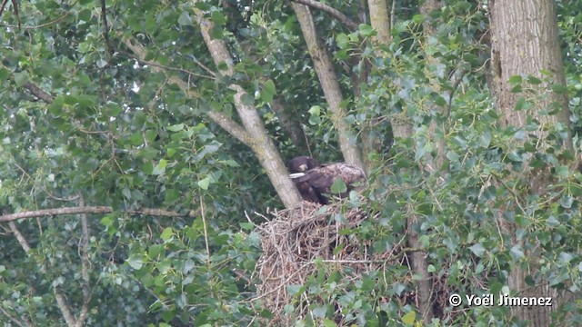 White-tailed Eagle - ML201079981