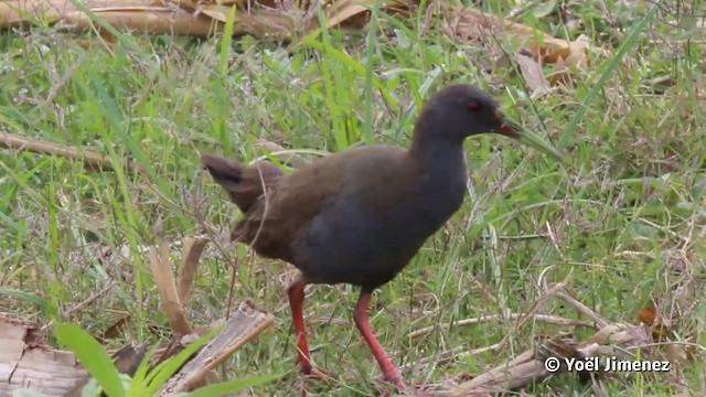 Plumbeous Rail - ML201080041