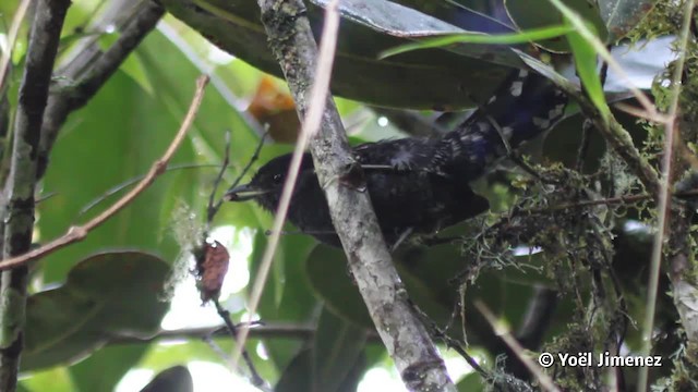 Variable Antshrike - ML201080071