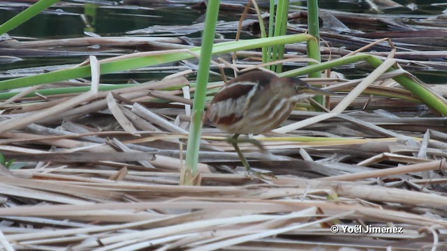 Least Bittern - ML201080091