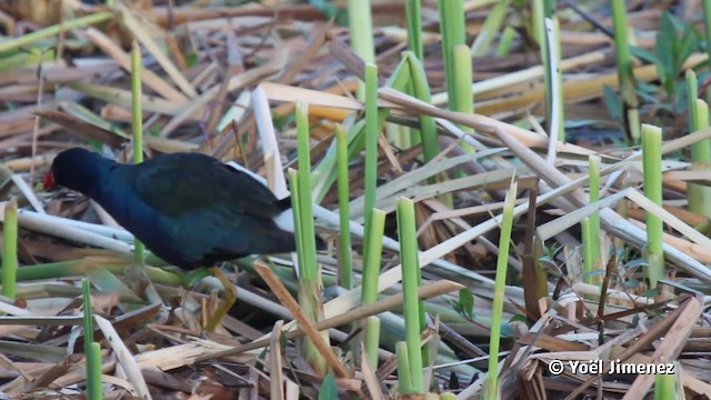 Purple Gallinule - ML201080101