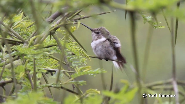 Oasis Hummingbird - ML201080111