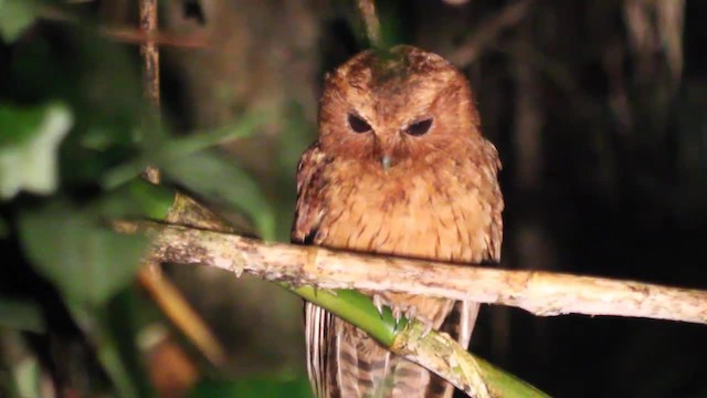 Cinnamon Screech-Owl - ML201080141