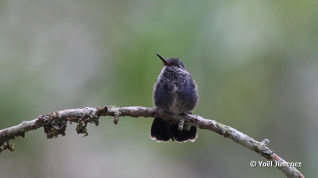 kolibřík safírový (ssp. bartletti) - ML201080191