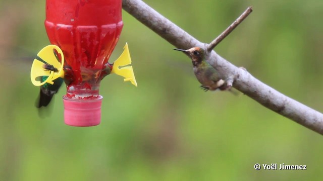 Rufous-crested Coquette - ML201080201