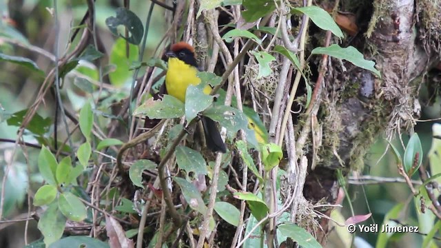 Yellow-breasted Brushfinch (Yellow-breasted) - ML201080231