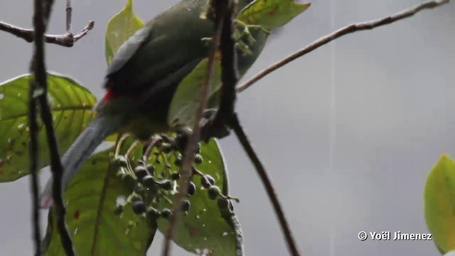 Blue-banded Toucanet - ML201080301