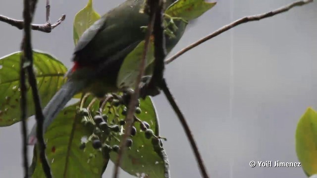 Blue-banded Toucanet - ML201080301