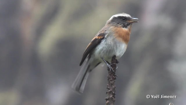 Rufous-breasted Chat-Tyrant - ML201080311